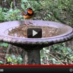Video_ Living on Johnson Creek