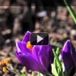 Honeybees Along Johnson Creek