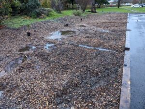 Bare ground where rain garden plants will be planted is already capturing stormwater