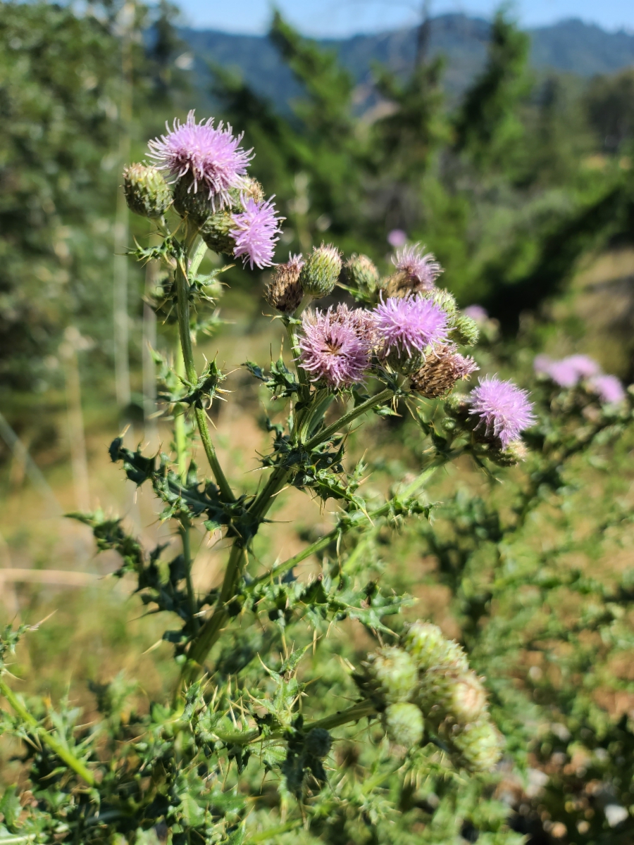 Creeping (sometimes misleadingly called "Canada") thistle in flower.