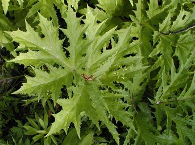 Giant hogweed leaf, showing spikes on the underside.