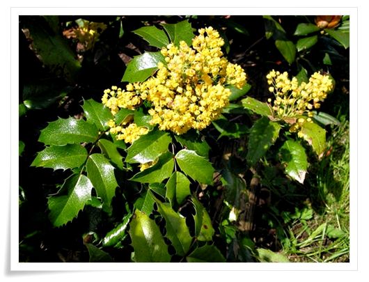 Oregon grape plant in flower