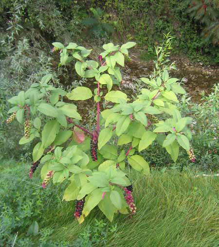 Pokeweed plant growing in grass.