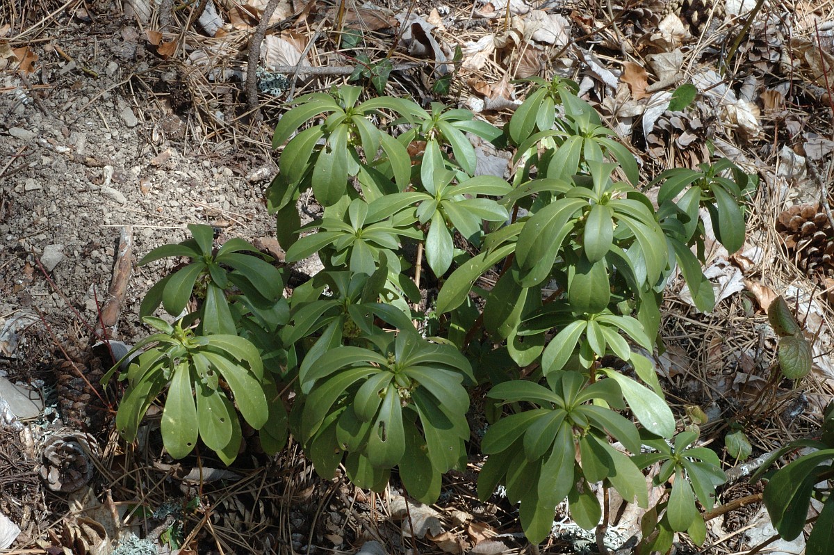 Spurge laurel plant growing among debris from a pine tree.