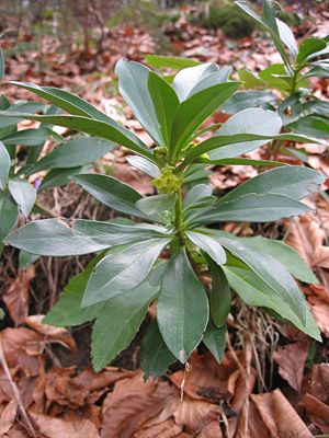 Small spurge laurel in flower among fallen leaves.