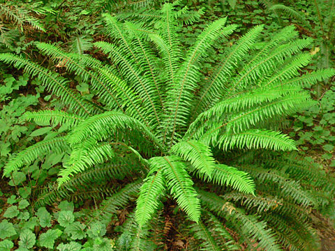 Sword fern growing in a forest understory.