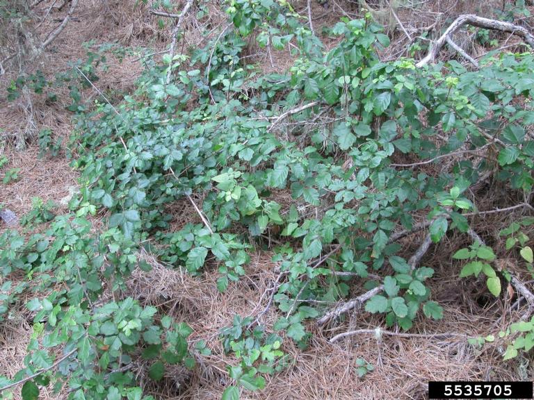 Poison oak growing along the ground among pine needles