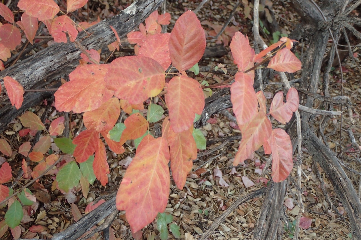 Close-up of poison oak leaves turning red in fall