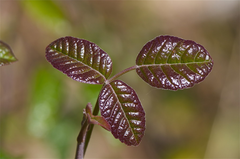 Close-up of new poison oak leaves