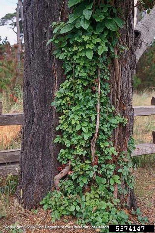 Poison oak growing up a Douglas fir tree