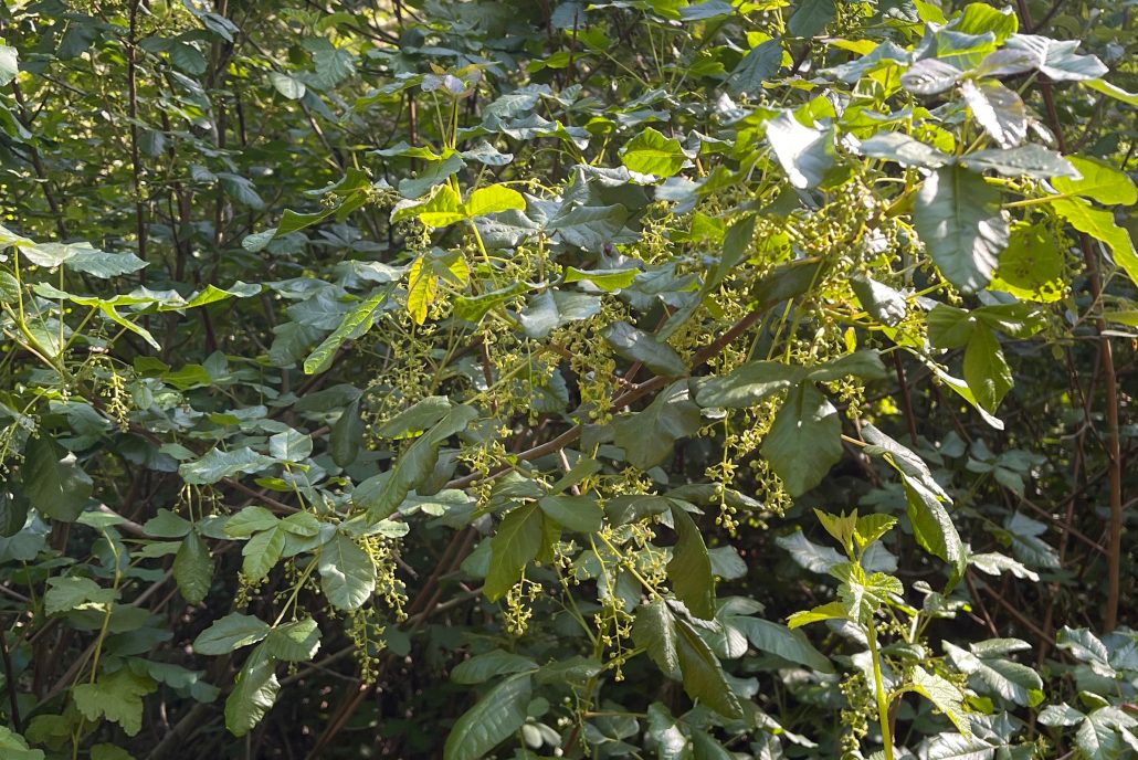 Poison oak in flower