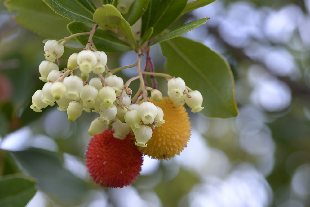 A cluster of flowers and two fruits growing on a madrone