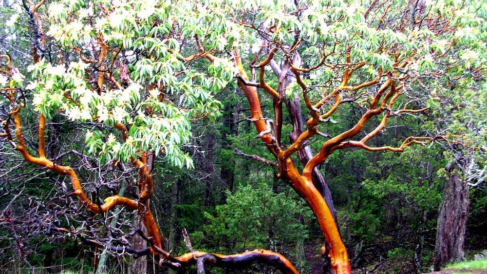 Madrone growing in a forest