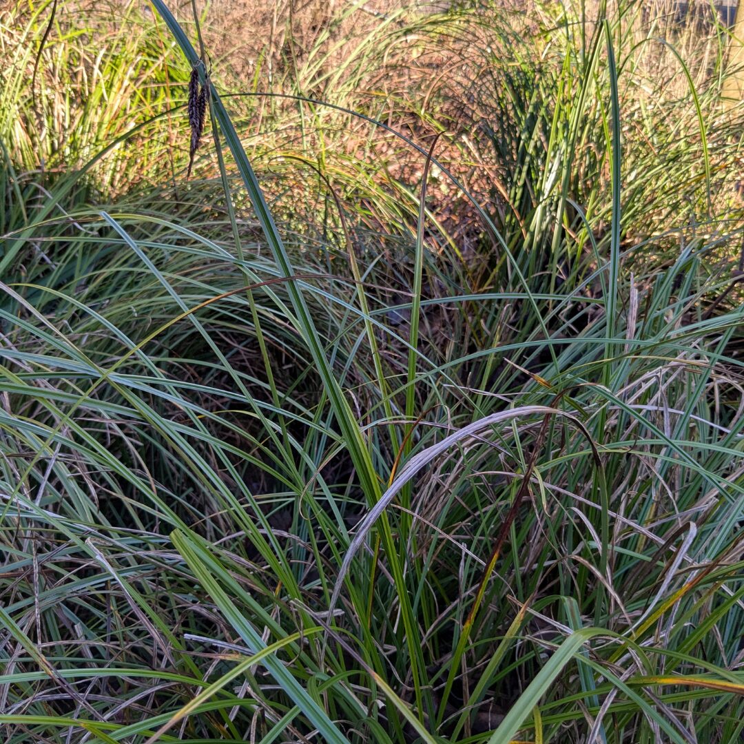 Slough sedge growing in a yard.