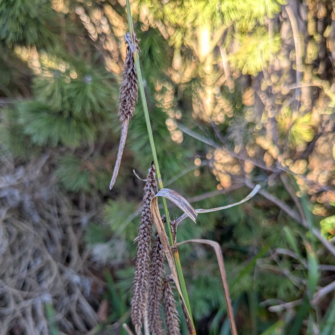 Close-up of remnant female slough sedge flowers