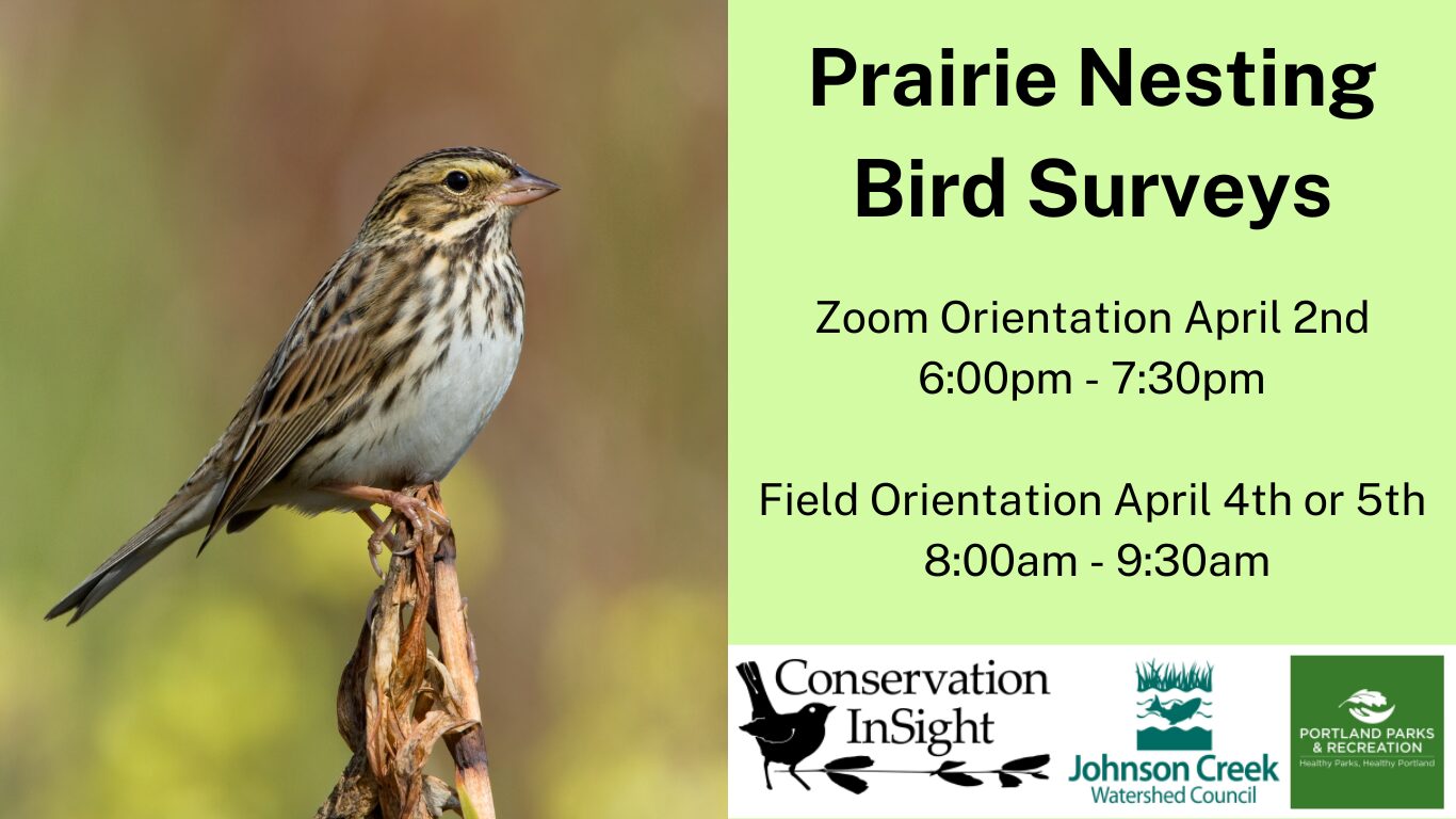 savannah sparrow on branch